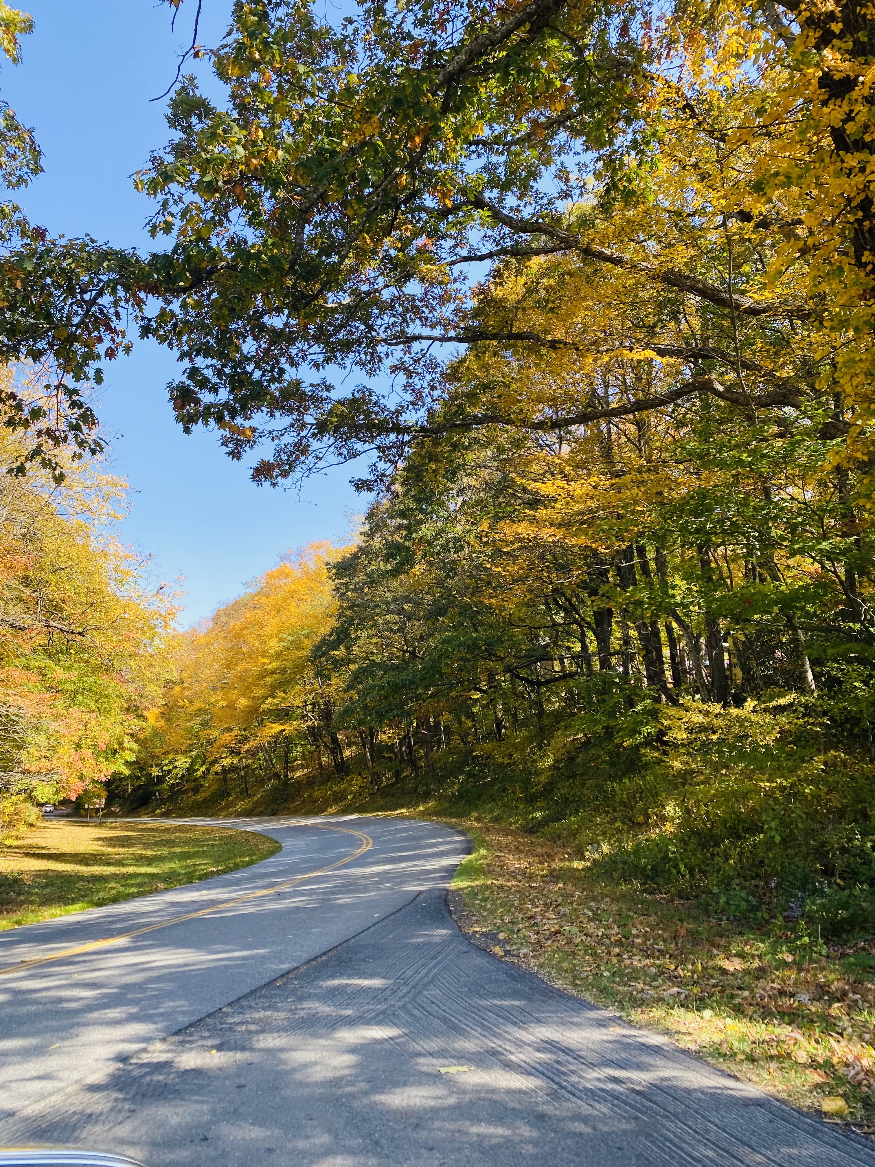Fall leaves on blue ridge parkway in little switzerland